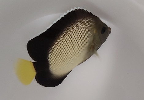 Apolemichthys Xanthotis Ml