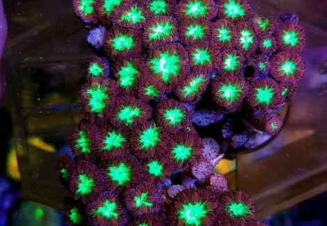 Blastomussa Merletti L