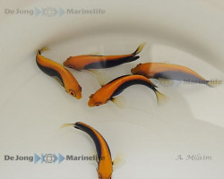 Centropyge Acanthops M