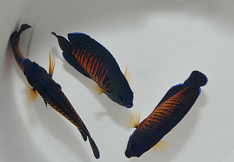 Centropyge Bispinosa Ml