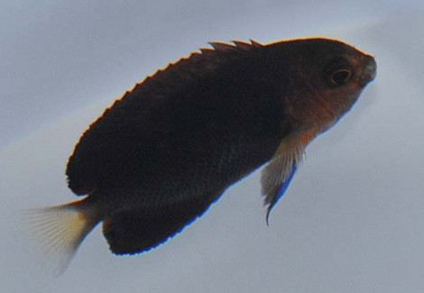 Centropyge Flavicauda M
