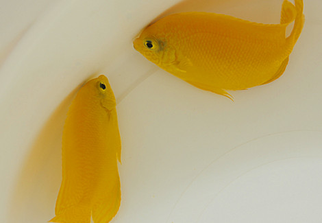 Centropyge Heraldi S