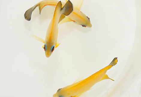 Centropyge Hybrid (Flavissima/Vrolikii) M