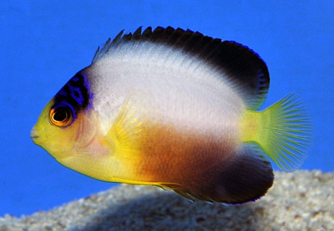 Centropyge Multicolor S