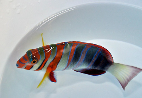 Choerodon Fasciatus M