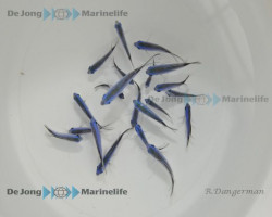 Chromis Cyanea S