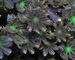 Clavularia Spp. (Orange) (Striped) M