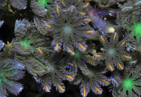 Clavularia Spp. (Orange) (Striped) M