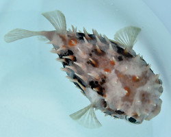 Cyclichthys Orbicularis L