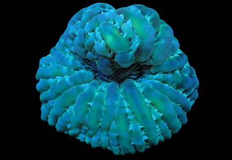 Cynarina Macassarensis M