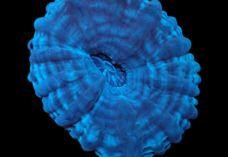 Cynarina Macassarensis Ml