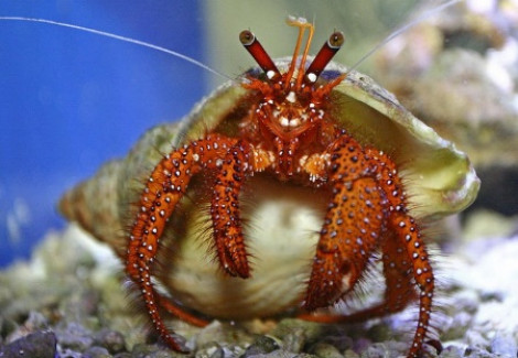 Dardanus Megistos M
