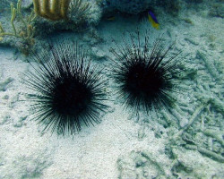 Diadema Antillarum L