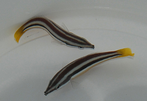 Diproctacanthus Xanthurus M