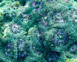 Discosoma Nummiforme (Grade A) L