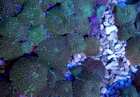 Discosoma Spp. (Spotted) S
