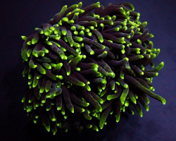 Euphyllia Glabrescens (Green) (Premium) Xxl