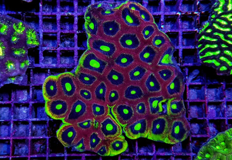 Favites Complanata (Dragon Soul) Xl