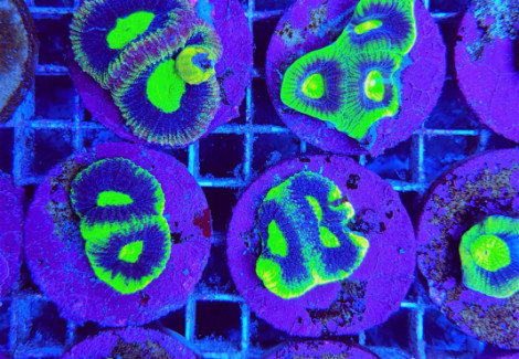 Favites Complanata Dragon Soul Premium (Frag) M