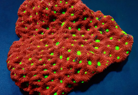 Favites Pentagona (Ultra) Ml