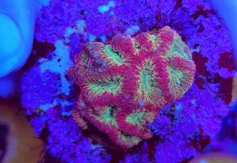 Favites Spp. Red Premium (Frag) M