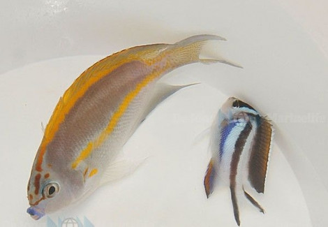 Genicanthus Bellus (Maschio) Ml