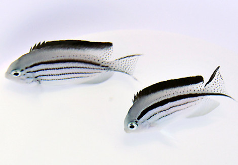 Genicanthus Lamarck (Coppia) L