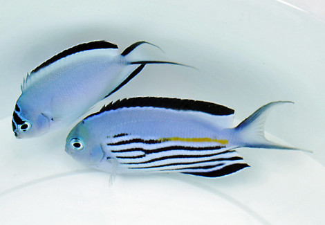 Genicanthus Watanabei (Coppia) L