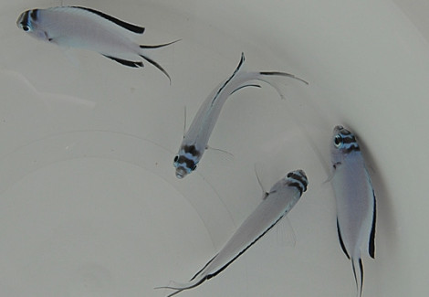 Genicanthus Watanabei (Femmina) S