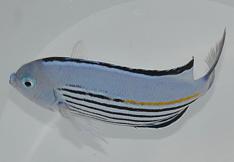 Genicanthus Watanabei (Maschio) Ml