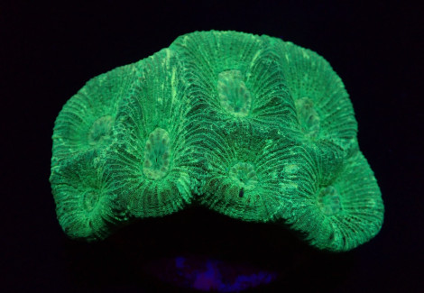 Goniastrea Spp. (Green) (Frag) M