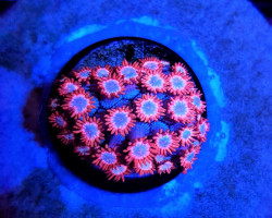 Goniopora Spp. (Fire And Ice) (Frag) M