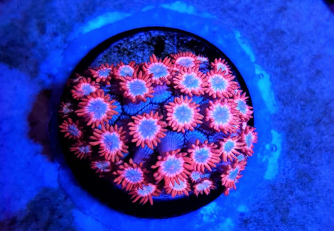 Goniopora Spp. (Fire And Ice) (Frag) M