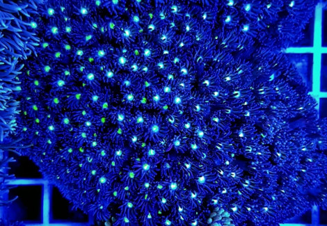 Goniopora Spp. (Green-Blue Center) Ml