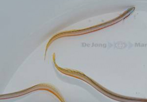 Gunnellichthys Curiosus M