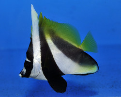Heniochus Monoceros M