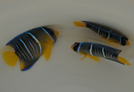 Holacanthus Bermudensis S