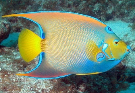 Holacanthus Ciliaris (A) Ml