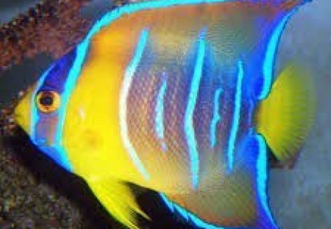 Holacanthus Ciliaris (Juv) M