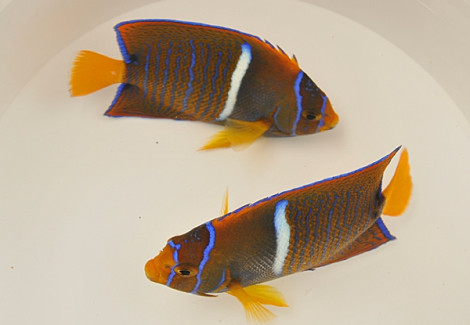 Holacanthus Passer M
