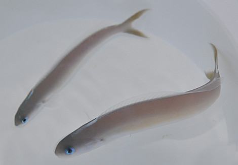 Hoplolatilus Cuniculus M