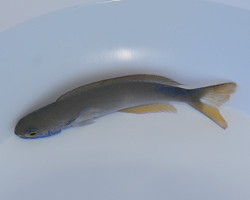 Hoplolatilus Fronticinctus M