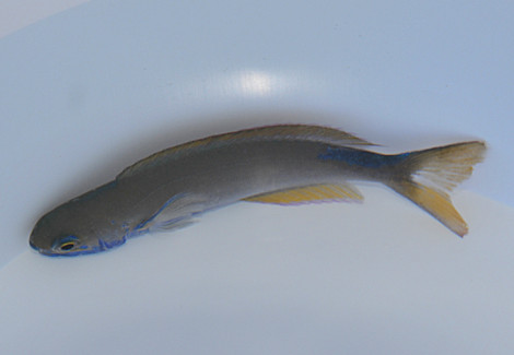 Hoplolatilus Fronticinctus M