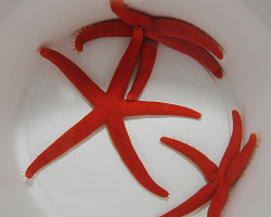 Linckia Spp. Ml