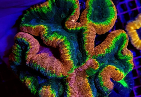 Lobophyllia Spp. (Splitcolor) (Premium) M