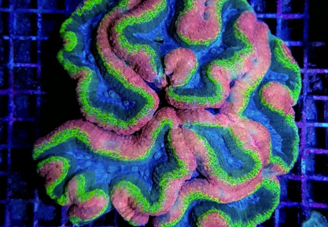 Lobophyllia Spp. (Splitcolor) (Premium) Ml
