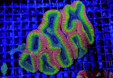 Lobophyllia Spp. (Splitcolor) (Premium) Xl