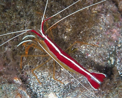 Lysmata Grabhami Ml