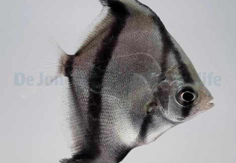 Monodactylus Sebae - Allevato Europa M