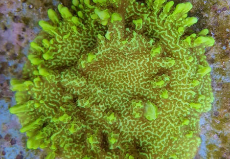Montipora Confusa L